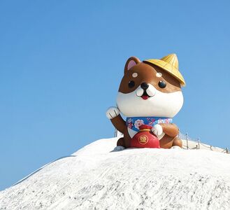 七股鹽山有「超萌斗笠柴犬」