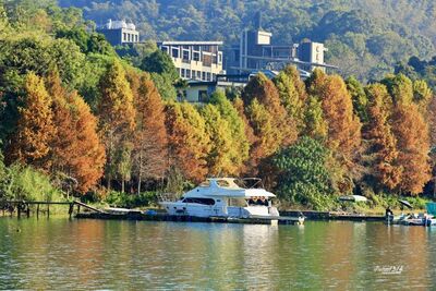 特搜中台灣「落羽松」熱點現況