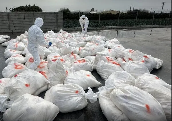 ▲芳苑一處蛋雞場確診禽流感撲殺2萬7千多隻雞。（圖／彰化動物防疫所提供）