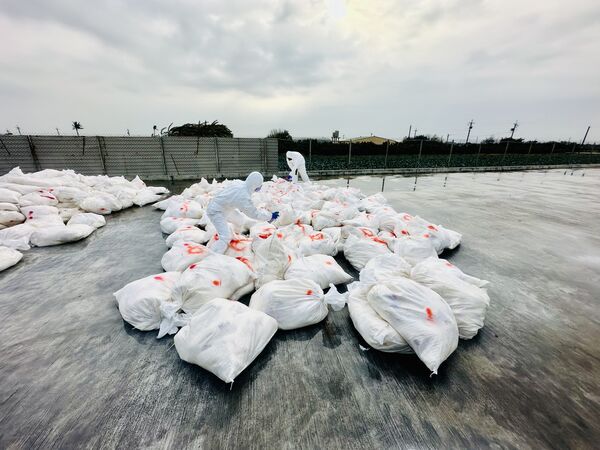 ▲芳苑一處蛋雞場確診禽流感撲殺2萬7千多隻雞。（圖／彰化動物防疫所提供）