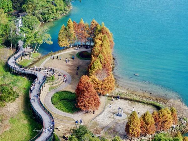 ▲南投日月潭向山遊客中心旁的環湖自行車道，落羽松呈現漸層色調。（圖／網友江金倫提供，請勿隨意翻拍，以免侵權）