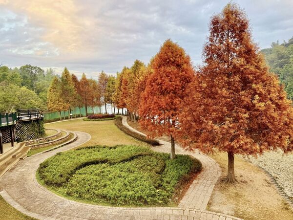 ▲南投日月潭向山遊客中心旁的環湖自行車道，落羽松呈現漸層色調。（圖／網友江金倫提供，請勿隨意翻拍，以免侵權）