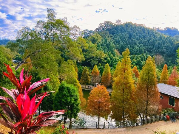 ▲三灣落羽松。（圖／網友林家豪提供，請勿隨意翻拍，以免侵權）