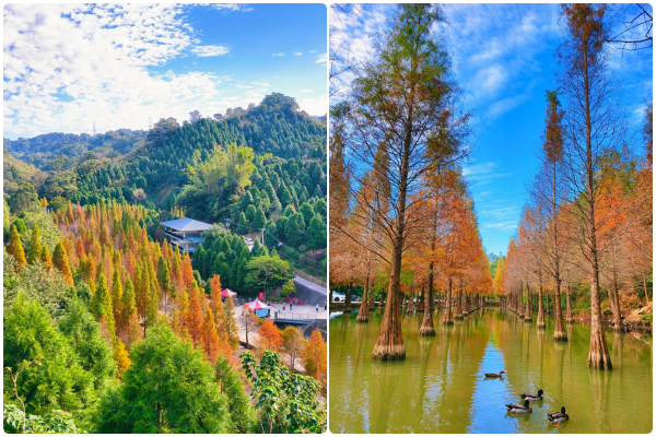 ▲三灣落羽松。（圖／網友林家豪提供，請勿隨意翻拍，以免侵權）