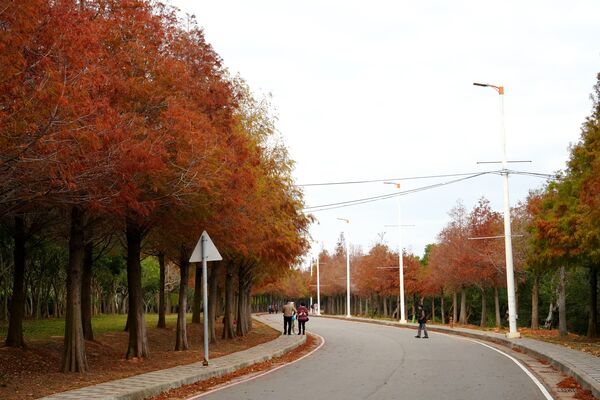 ▲麗寶樂園渡假區景點落羽松大道轉紅，期間限定美景免費入場。（圖／麗寶樂園提供）