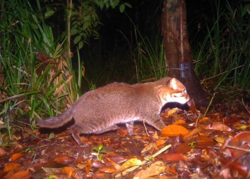 ▲▼以為滅絕了！消失30年「扁頭貓」現蹤泰國 竟拍到母子同框。（圖／翻攝自Facebook／Panthera Thailand）
