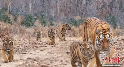 吉林首現「野生6東北虎同框」 母虎一次遛5萌娃打破保育紀錄