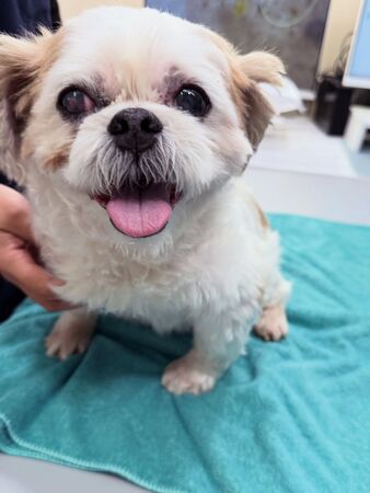 ▲▼強震大亂！邵雨薇驚見愛犬「拉血虛脫」。（圖／翻攝自臉書）