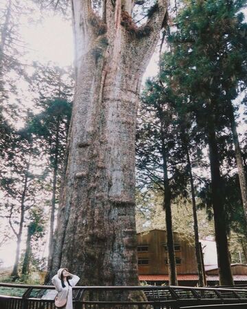 ▲▼阿里山眠月線秘境路線公開。（圖／ReadyGo提供）
