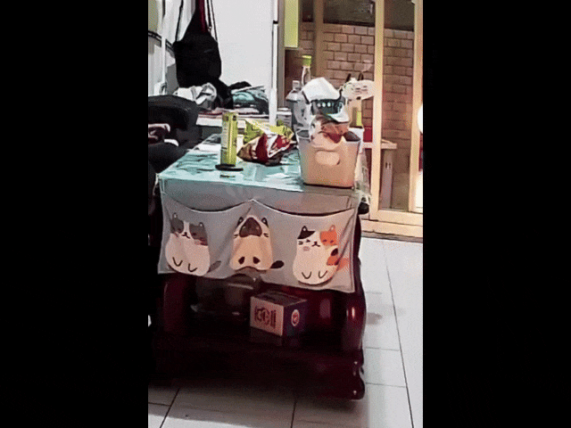 ▲▼跑比警報快！「屁貓」睡一半地震彈飛　 主人10秒後才驚逃。（圖／網友芊芊授權提供）