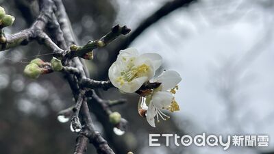 信義鄉賞梅季預計元月中旬大爆發