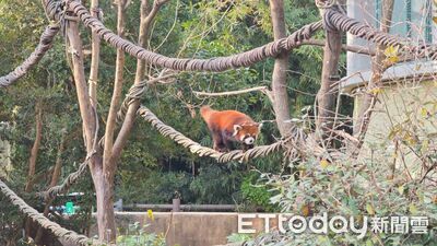 雙城論壇／兩隻赴台小貓熊曝光！　雄性強壯不挑食、雌性害羞甜美
