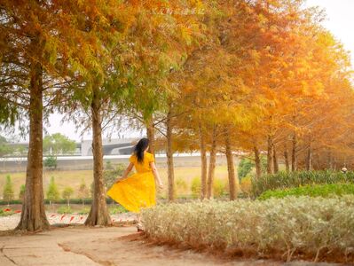 日月潭「落羽松長廊」正美！