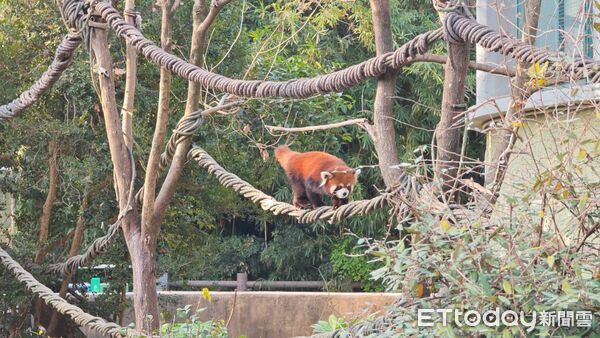 ▲▼2025雙城論壇，上海動物園，即將赴台的雌性小貓熊。（圖／記者陳煥丞攝）
