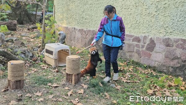▲▼2025雙城論壇，上海動物園，即將赴台的雄性小貓熊。（圖／記者陳冠宇攝）