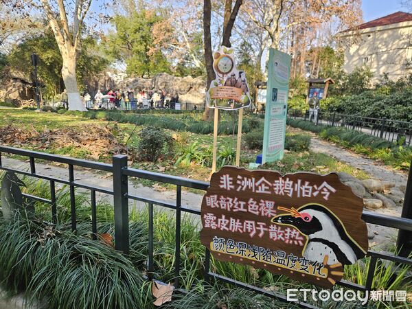 ▲▼2025雙城論壇，上海動物園，黑腳企鵝環境。（圖／記者陳冠宇攝）