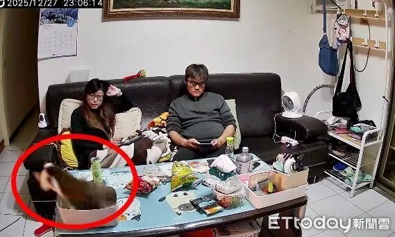 ▲▼跑比警報快！「屁貓」睡一半地震彈飛　 主人10秒後才驚逃。（圖／網友芊芊授權提供）