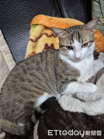 ▲▼跑比警報快！「屁貓」睡一半地震彈飛　 主人10秒後才驚逃。（圖／網友芊芊授權提供）