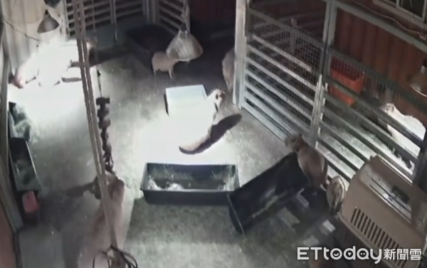 ▲▼深夜強震！宜蘭水豚瞬間慌張...下秒竟淡定發呆。（圖／bambiland.yilan授權使用）