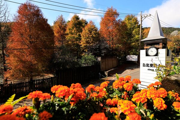 ▲陽明山永公路500巷落羽松。（圖／網友劉振華提供，請勿隨意翻拍，以免侵權。）