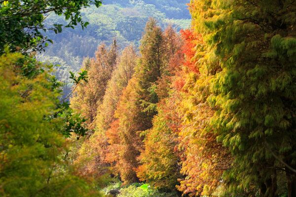 ▲陽明山永公路500巷落羽松。（圖／網友劉振華提供，請勿隨意翻拍，以免侵權。）