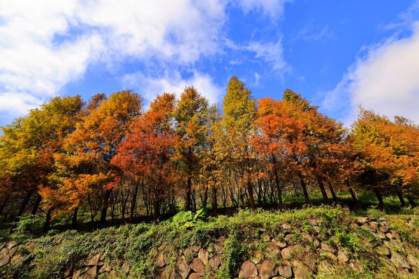 ▲陽明山永公路500巷落羽松。（圖／網友劉振華提供，請勿隨意翻拍，以免侵權。）