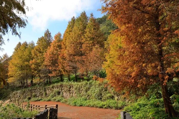 ▲陽明山永公路500巷落羽松。（圖／網友劉振華提供，請勿隨意翻拍，以免侵權。）