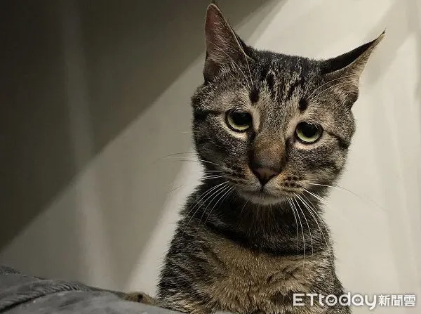 ▲。（圖／Threads@kddh_ql提供，請勿隨意翻拍，以免侵權。）