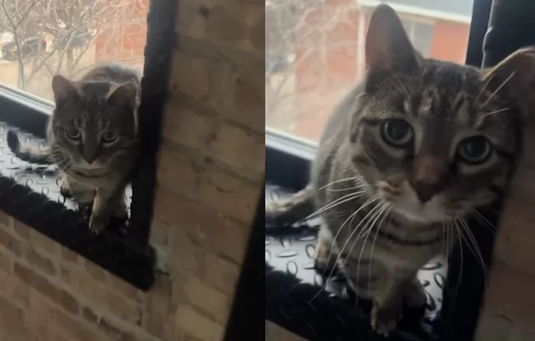 馬麻快理我！虎斑貓假裝跛腳討摸　「得逞秒復原」影后演技爆紅。（圖／翻攝自TikTok／@_______marge_______）