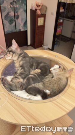 ▲。（圖／有點毛毛的／吳欣玫提供）