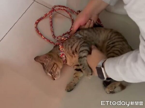 ▲。（圖／有點毛毛的／吳欣玫提供）