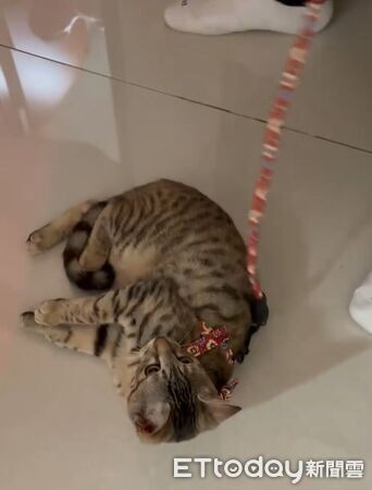 ▲。（圖／有點毛毛的／吳欣玫提供）