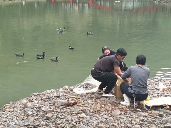 ▲▼員山鄉望龍埤移走部分野生鴨禽受網友關注。（圖／翻攝《宜蘭知識+》，下同）