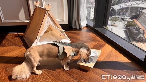 ▲台中寵物友善飯店。（圖／業者提供）