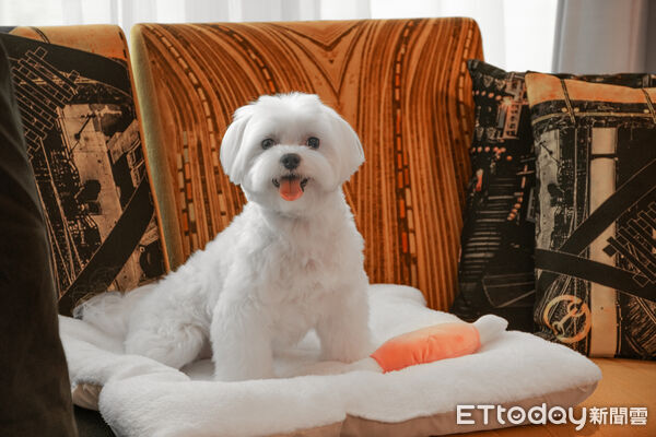 ▲台中寵物友善飯店。（圖／業者提供）