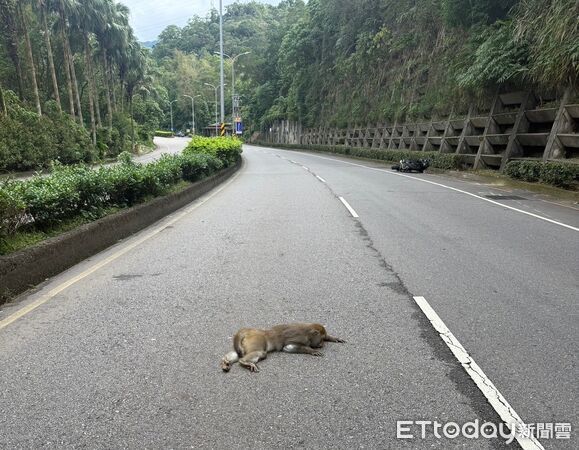▲▼行車記錄器拍下車禍瞬間，猴子當場被撞擊死亡，發生事故的HONDA RORZA750機車價值約47萬元             。（圖／記者陳以昇翻攝）
