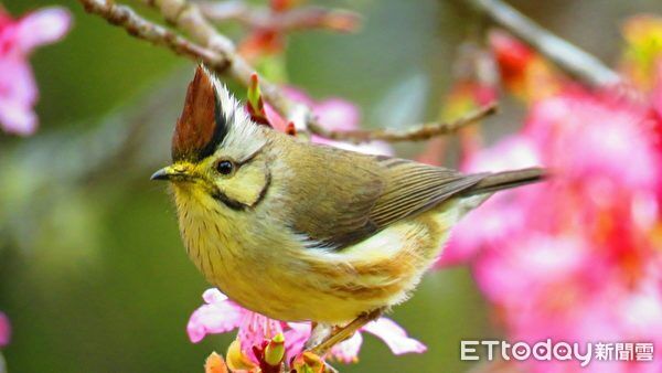 ▲▼    搶攻農曆春節，阿里山賓館送新春限定「Win -Win森林密馬」福袋，暢玩〈孤獨星球〉旅遊指南必遊鐵道、櫻花主題房早鳥優惠開跑，限時預訂搶粉紅商機  。（圖／阿里山賓館提供）