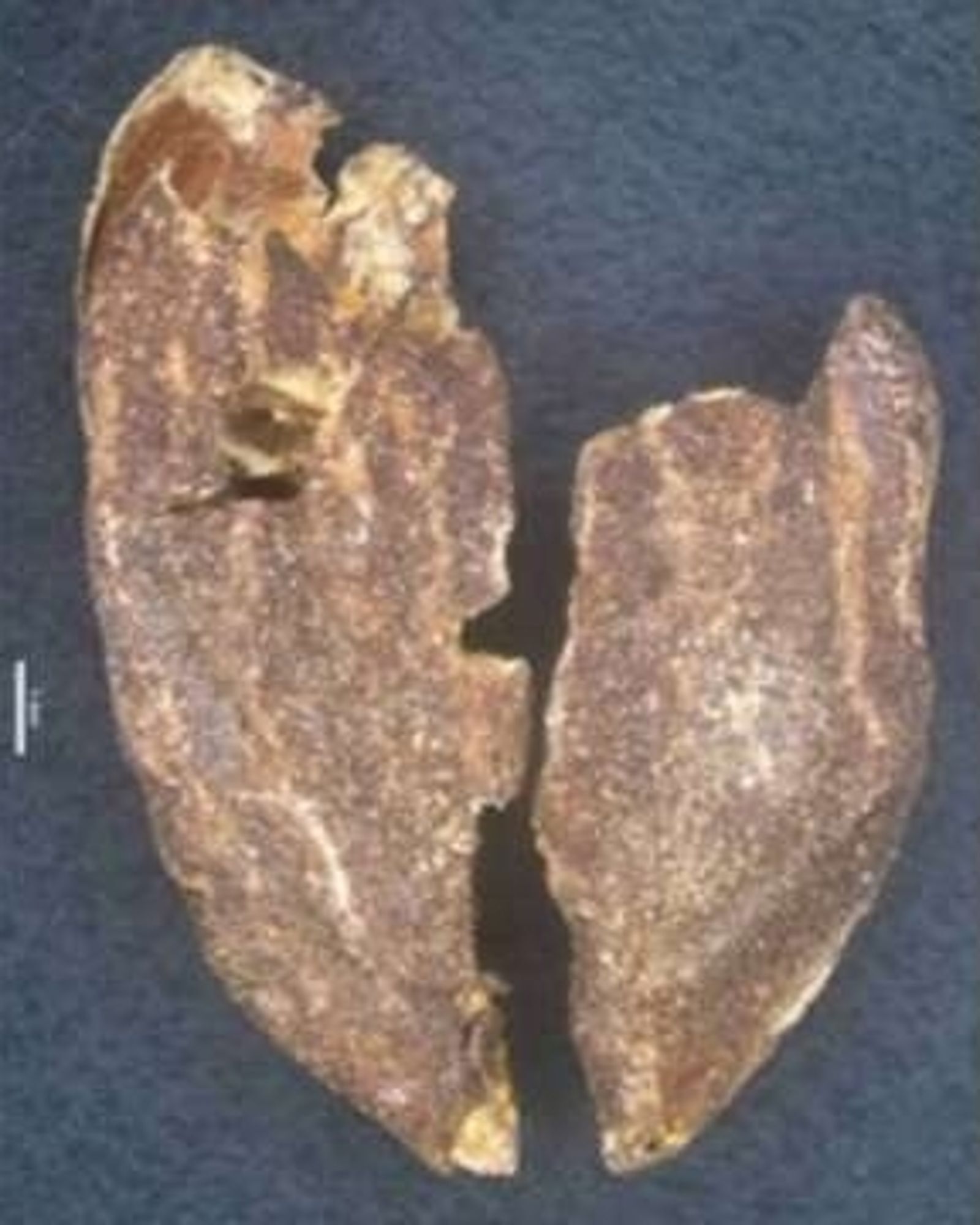 史上最狂下酒菜！400年前「金粉杏仁」現蹤　揭開豐臣秀吉對黃金的狂熱