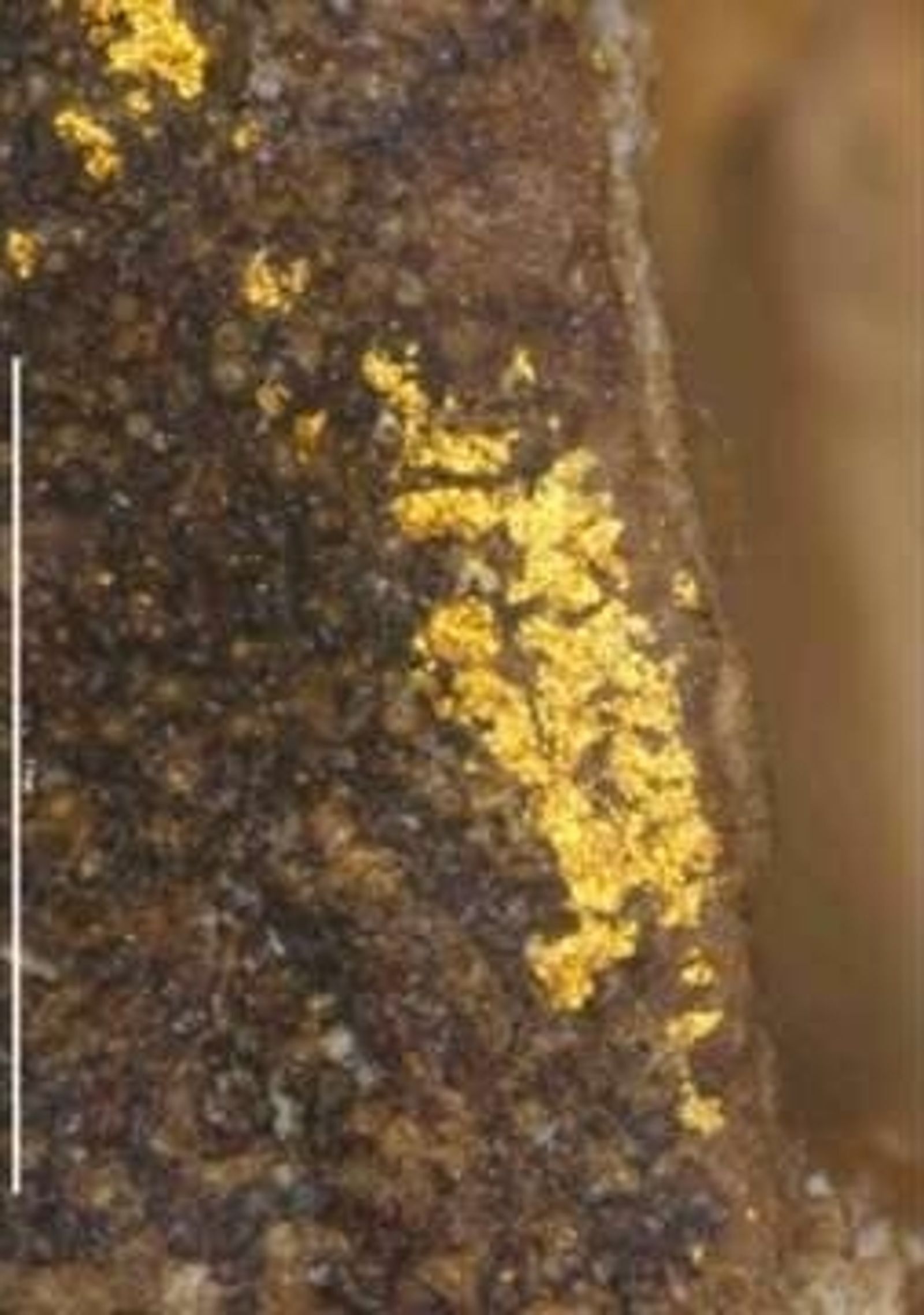 史上最狂下酒菜！400年前「金粉杏仁」現蹤　揭開豐臣秀吉對黃金的狂熱