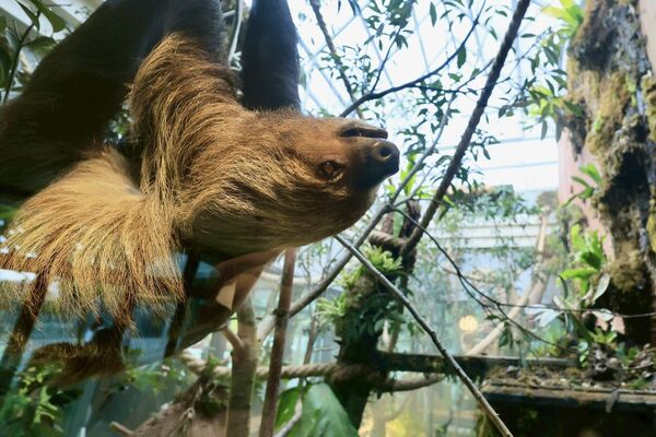 ▲▼高雄野森動物學校。（圖／高雄市政府提供）