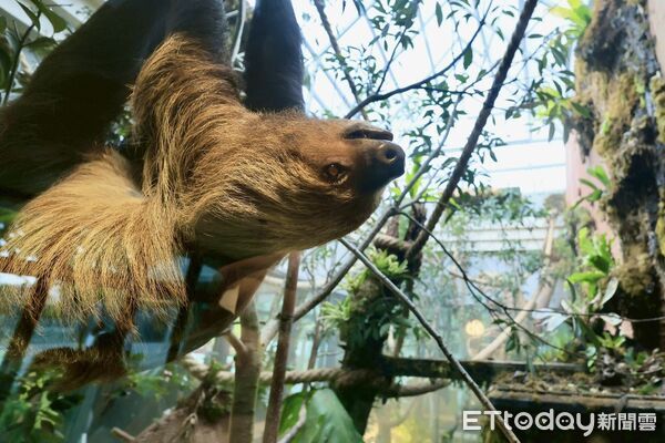 ▲「樹懶食光屋」可與樹懶共餐。（圖／記者許宥孺翻攝）