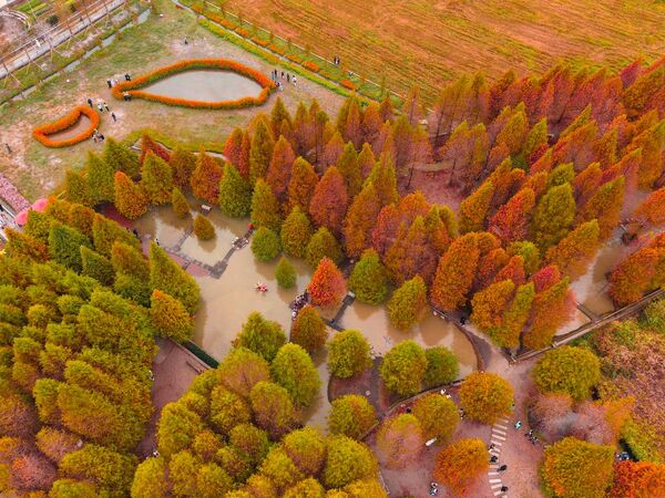 ▲泰安羽粼落羽松,落羽松12月下旬樣貌。（圖／業者提供）