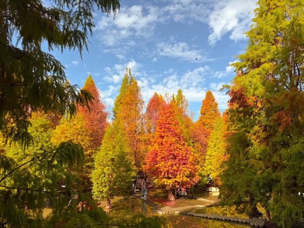 ▲泰安羽粼落羽松,落羽松12月下旬樣貌。（圖／業者提供）