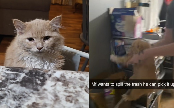 自己的垃圾自己撿！　闖禍橘貓被主人強迫「一起打掃」畫面萌翻。（圖／翻攝自TikTok／imbrysxn）