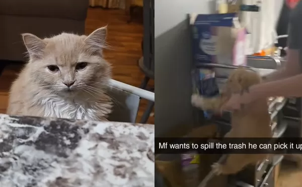 自己的垃圾自己撿！　闖禍橘貓被主人強迫「一起打掃」畫面萌翻。（圖／翻攝自TikTok／imbrysxn）