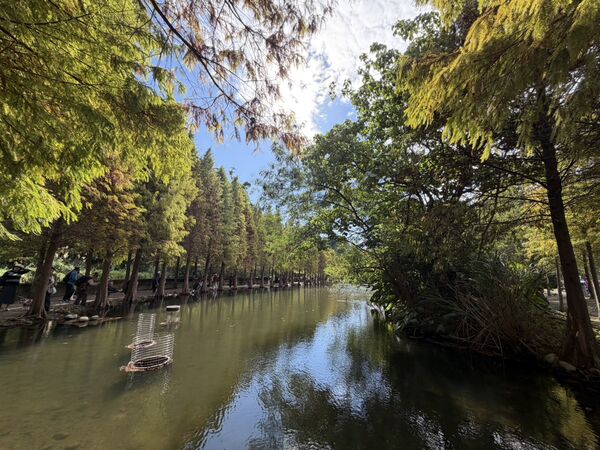 ▲「月眉人工濕地公園」落羽松。（圖／桃市水務局提供）