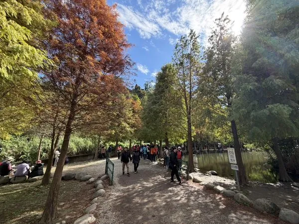 ▲「月眉人工濕地公園」落羽松。（圖／桃市水務局提供）