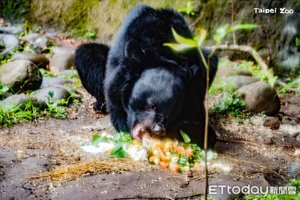 ▲。（圖／臺北市立動物園提供）