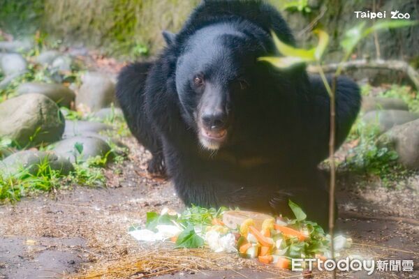 ▲。（圖／臺北市立動物園提供）