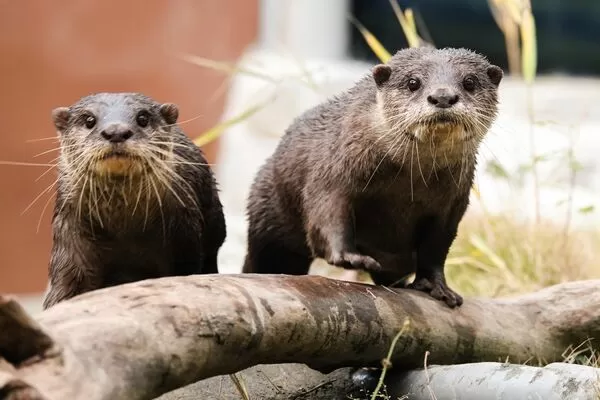 台北市立動物園小爪水獺移居頑皮世界。（圖／台北市立動物園提供）